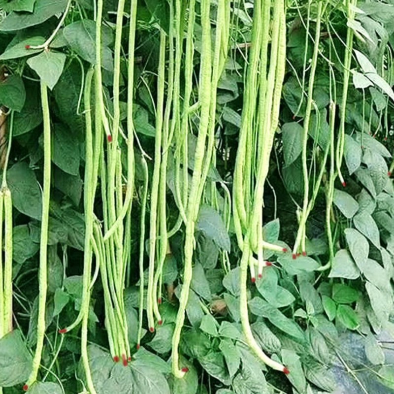 龙泉一点红豆角种子特长四季豆秋冬季春季豇豆种子早熟高产