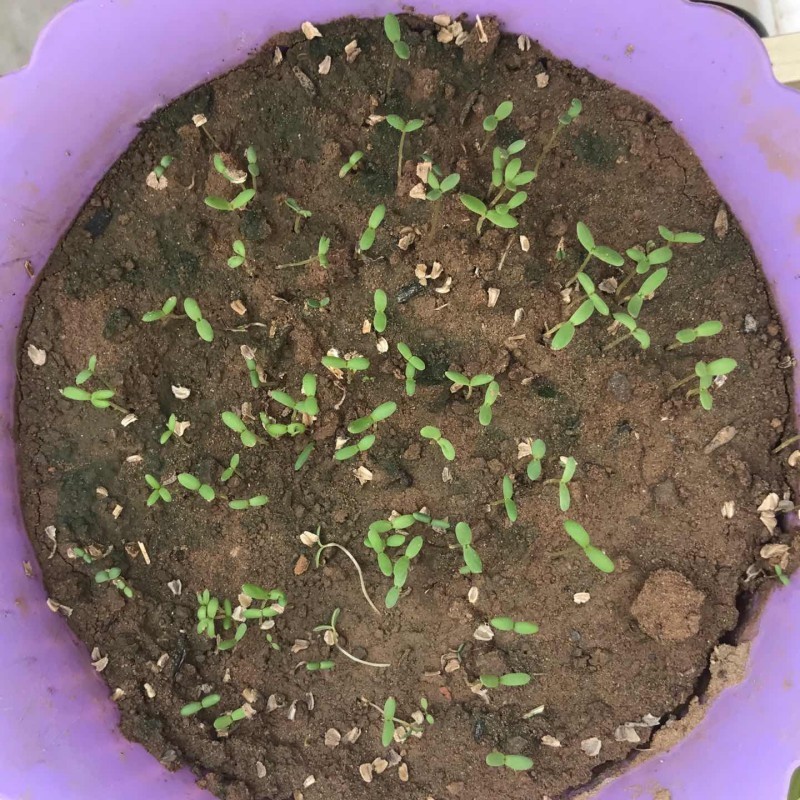 花环菊种子混色四季种花轮菊三色菊花籽阳台绿植花卉易活耐寒