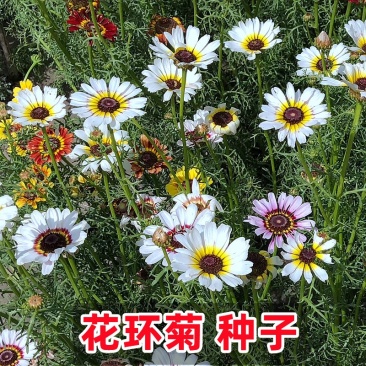 花环菊种子混色四季种花轮菊三色菊花籽阳台绿植花卉易活耐寒