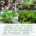花环菊种子混色四季种花轮菊三色菊花籽阳台绿植花卉易活耐寒