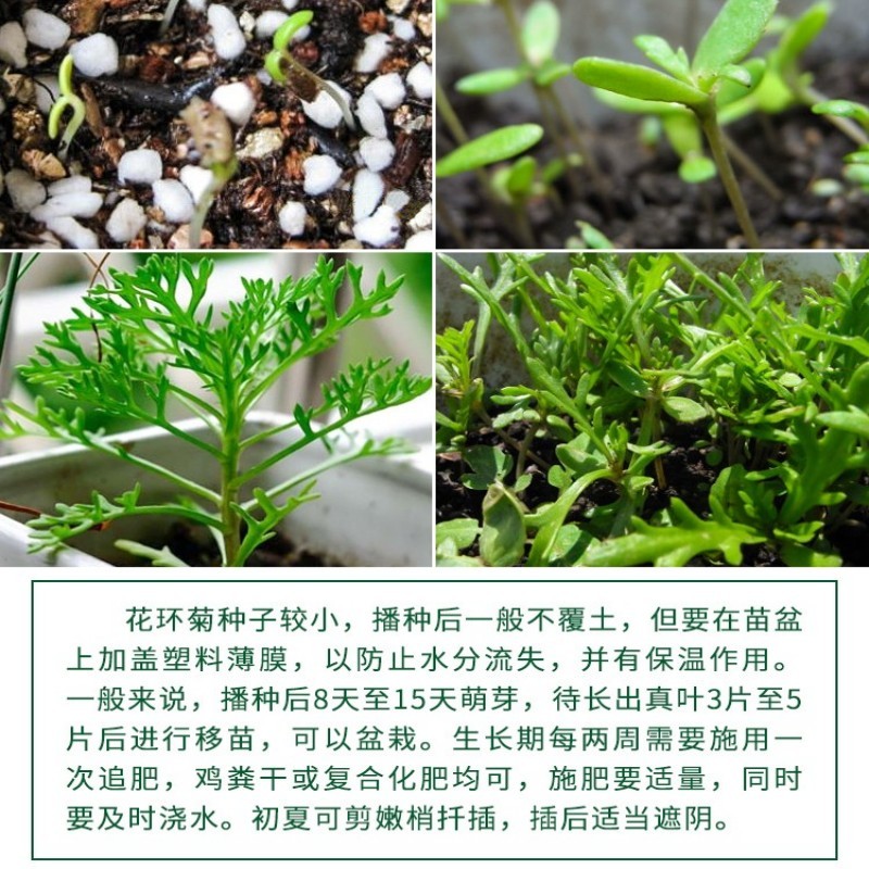 花环菊种子混色四季种花轮菊三色菊花籽阳台绿植花卉易活耐寒