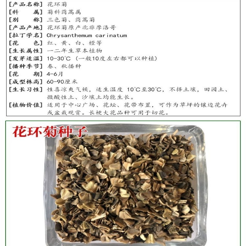 花环菊种子混色四季种花轮菊三色菊花籽阳台绿植花卉易活耐寒