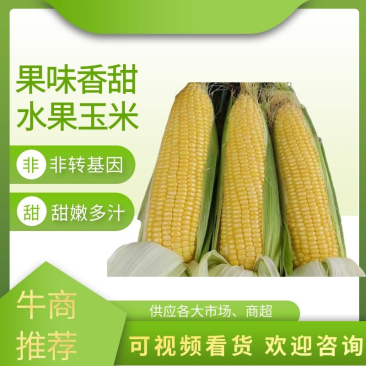 湛江水果玉米品种齐全全国发货对接电商欢迎来电