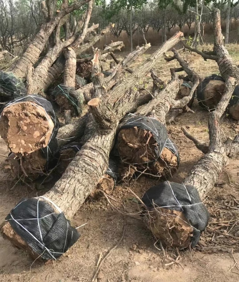 精品占地枣树，枣树苗，古枣树，枣树，枣树盆景