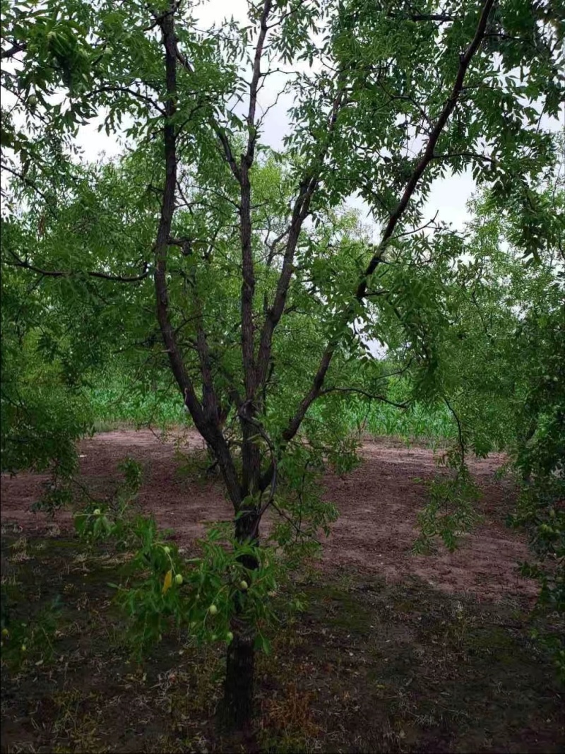 河北沧州精品枣树，基地直供，绿化枣树，异型枣树