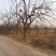 河北沧州精品枣树，基地直供，绿化枣树，异型枣树