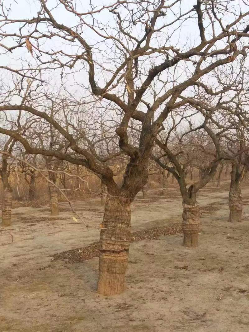 河北沧州精品枣树，基地直供，绿化枣树，异型枣树