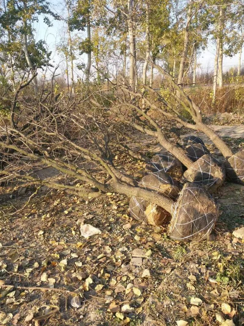 河北沧州精品枣树，基地直供，绿化枣树，异型枣树