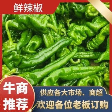 湛江鲜辣椒、中陇椒、量大质优、可视频看货、欢迎采购