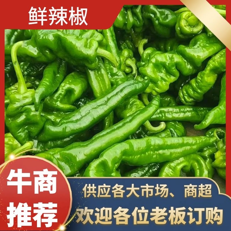 湛江鲜辣椒、中陇椒、量大质优、可视频看货、欢迎采购
