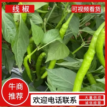 【可视频看货】湛江鲜辣椒线椒8号线量大质优