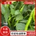 【可视频看货】湛江鲜辣椒线椒8号线量大质优