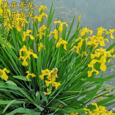 黄菖蒲种子黄花鸢尾水生净水植物湿地水池塘水草种子再力花籽