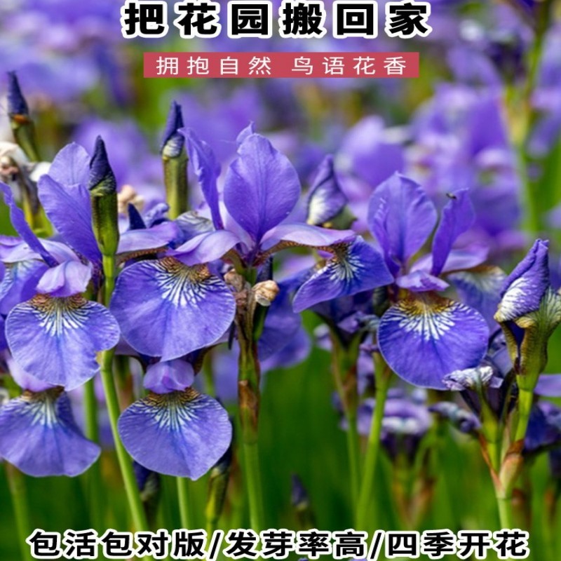 蓝花鸢尾种子多年生耐阴耐寒花种子四季播种易活蝴蝶兰苗花苗