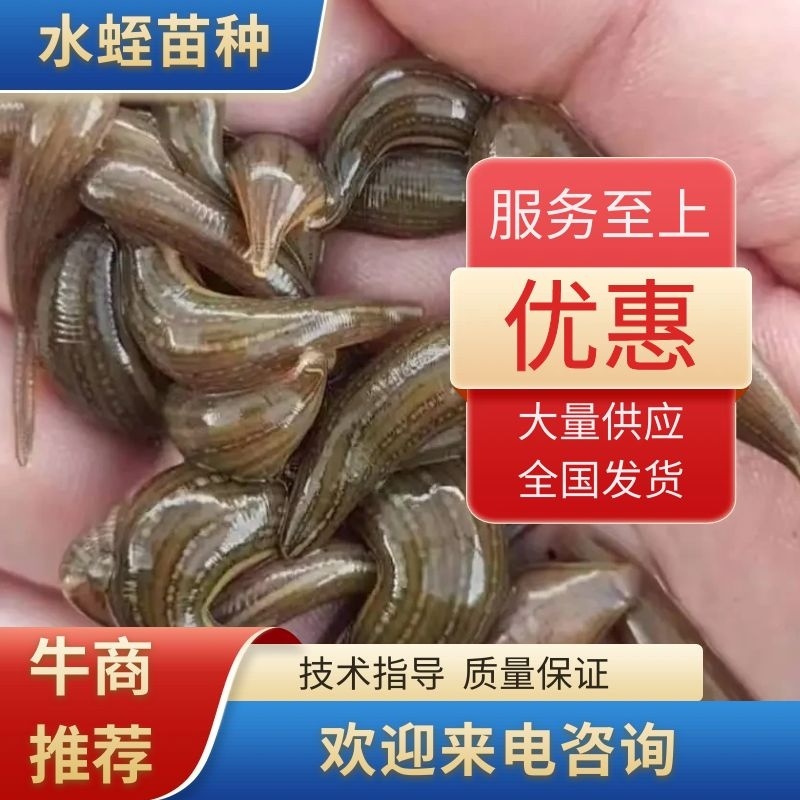 水蛭苗种，茧，下水苗，满月苗，水蛭药品，产地一手货源