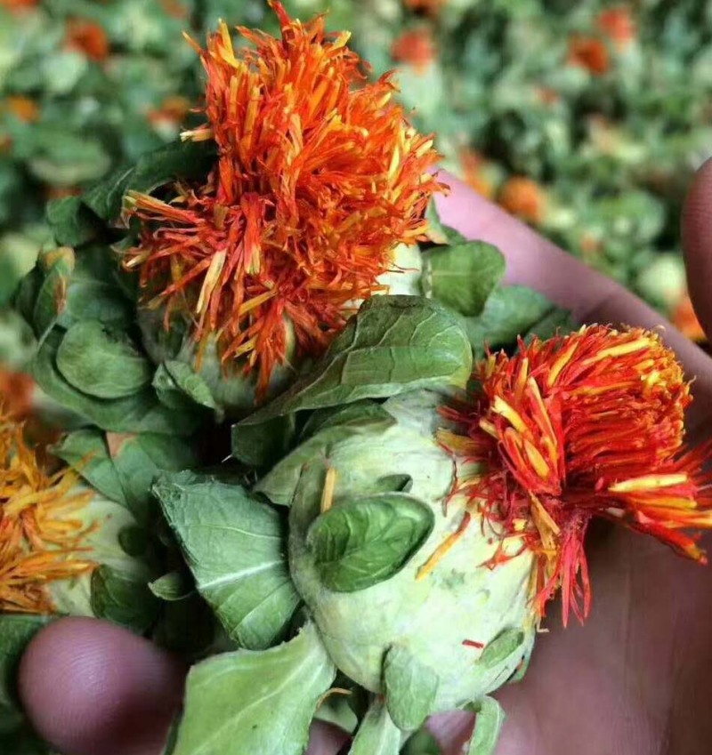 藏红花地摊展销西藏番红花藏红花散装伊朗中药材西红花批发