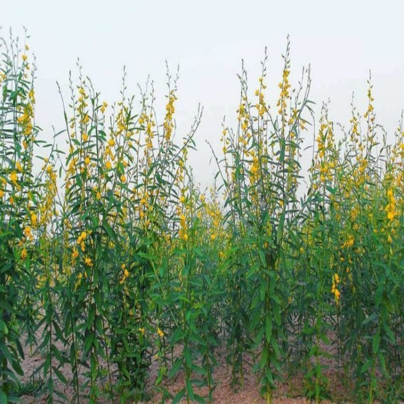 灌木猪屎豆种子太阳麻种籽椭圆叶三圆叶绿化护坡固土草种籽