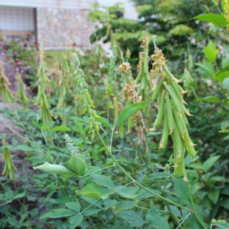 灌木猪屎豆种子太阳麻种籽椭圆叶三圆叶绿化护坡固土草种籽