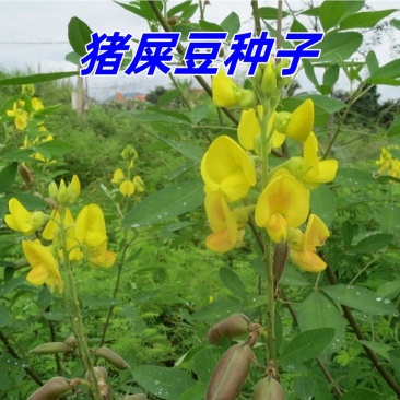 灌木猪屎豆种子太阳麻种籽椭圆叶三圆叶绿化护坡固土草种籽