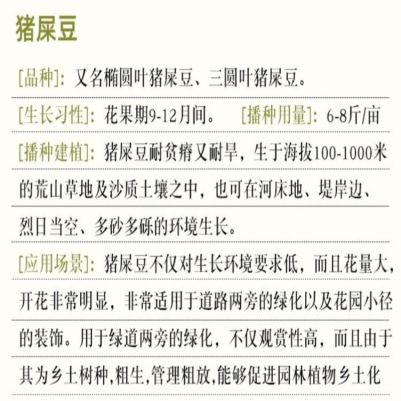 灌木猪屎豆种子太阳麻种籽椭圆叶三圆叶绿化护坡固土草种籽