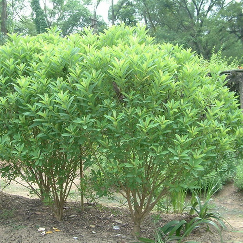 灌木猪屎豆种子太阳麻种籽椭圆叶三圆叶绿化护坡固土草种籽