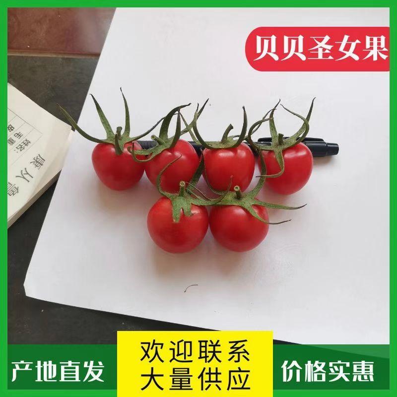 山东莘县小番茄千禧圣女果对接批发市场全国发货