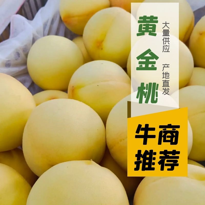 黄金桃大量上市，价格便宜货源充足预购提前电话联系