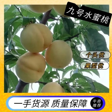 山东沂源九号水蜜桃大量上市，货源充足，需要一亩田电话联系