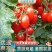 元谋圣女果小番茄红果10克以上颜色好甜度在10度左右