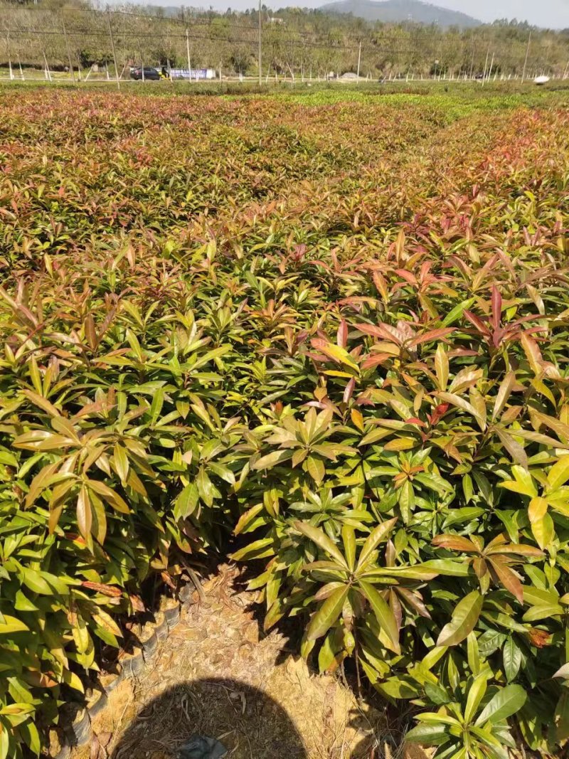 木荷，基地种植，大量出货，规格齐全，欢迎电话订购