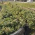 红花荷，基地直供，规格齐全，量大从优，欢迎电话订购