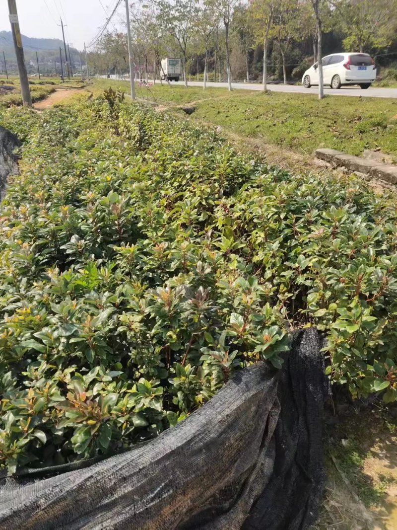 红花荷，基地直供，规格齐全，量大从优，欢迎电话订购