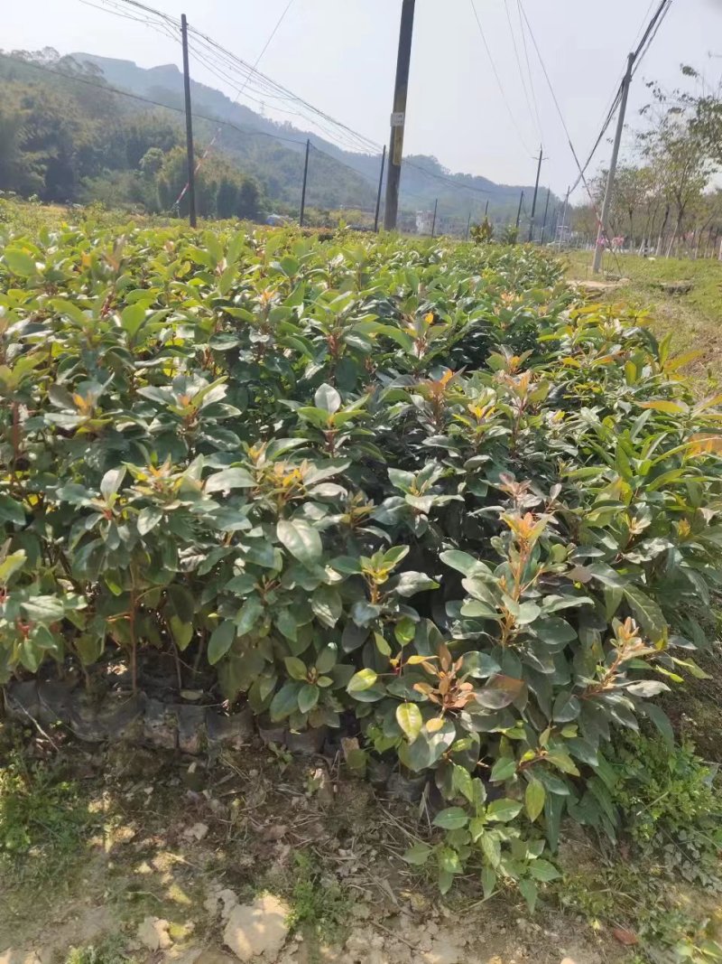 红花荷，基地直供，规格齐全，量大从优，欢迎电话订购