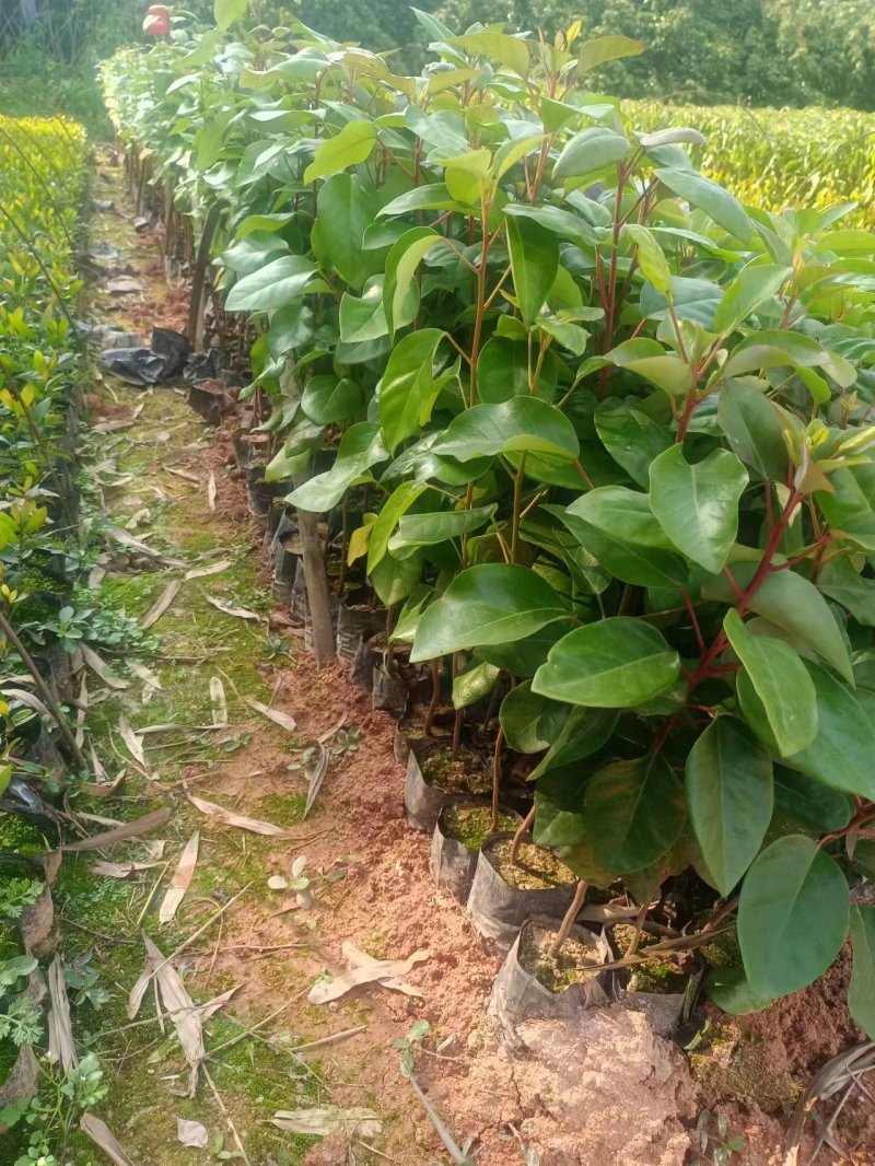 红花荷，基地直供，规格齐全，量大从优，欢迎电话订购