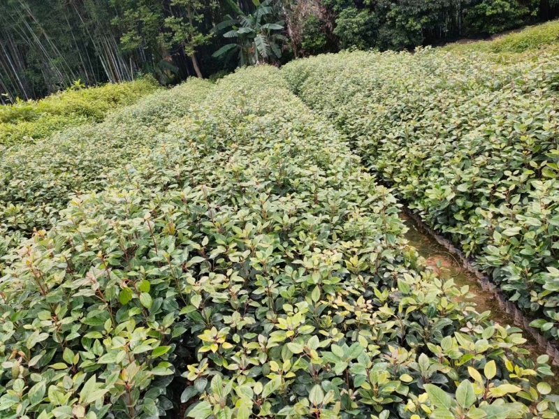 红花荷，基地直供，规格齐全，量大从优，欢迎电话订购