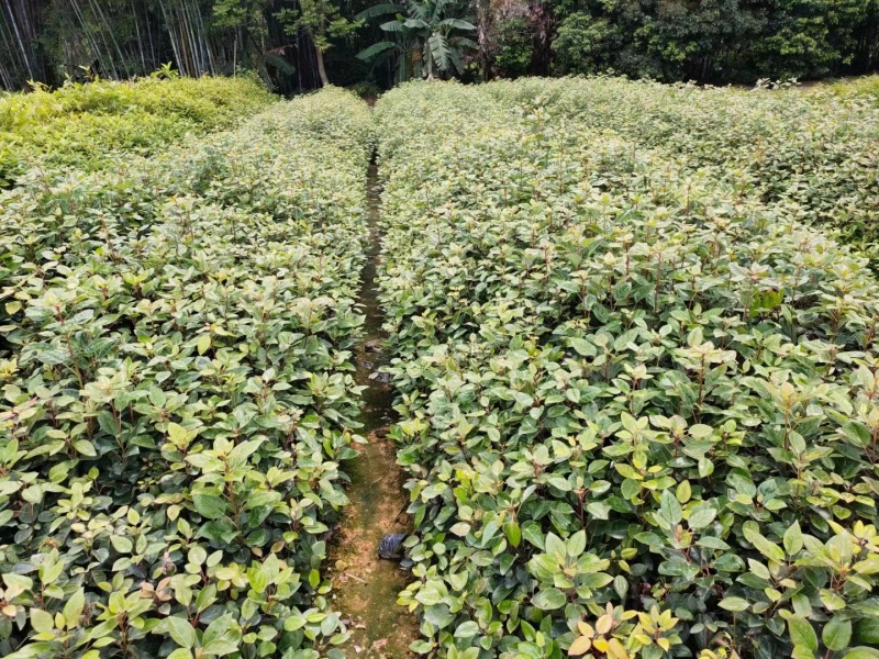 红花荷，基地直供，规格齐全，量大从优，欢迎电话订购