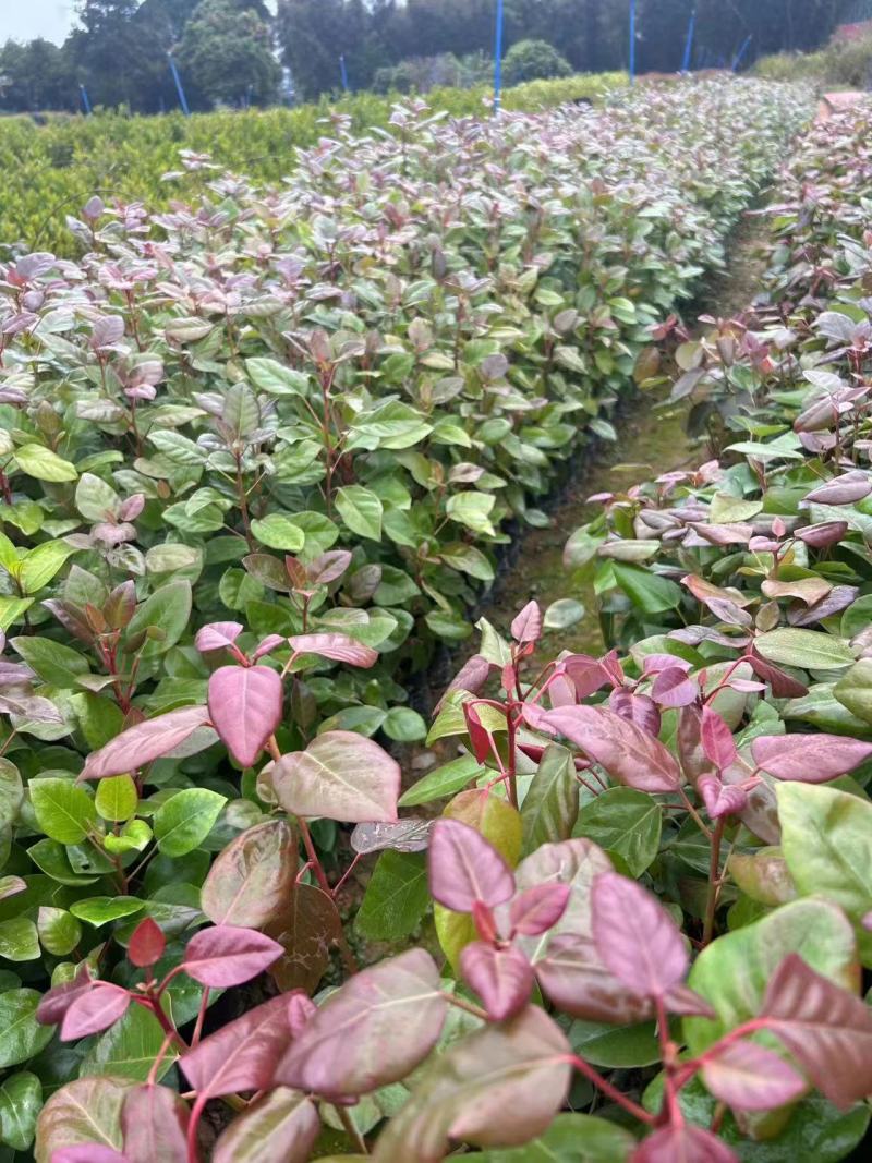 红花荷，基地直供，规格齐全，量大从优，欢迎电话订购