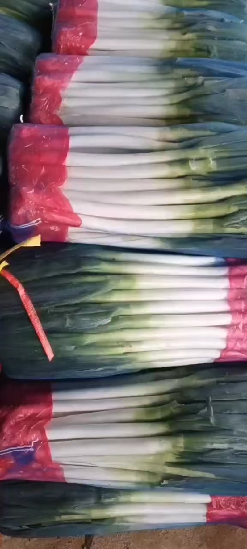 福建大葱，长白大葱大量供应，货源充足，对接大型批发
