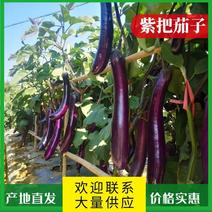 【荐】紫把茄子山东基地发货精美货源量大从优欢迎电