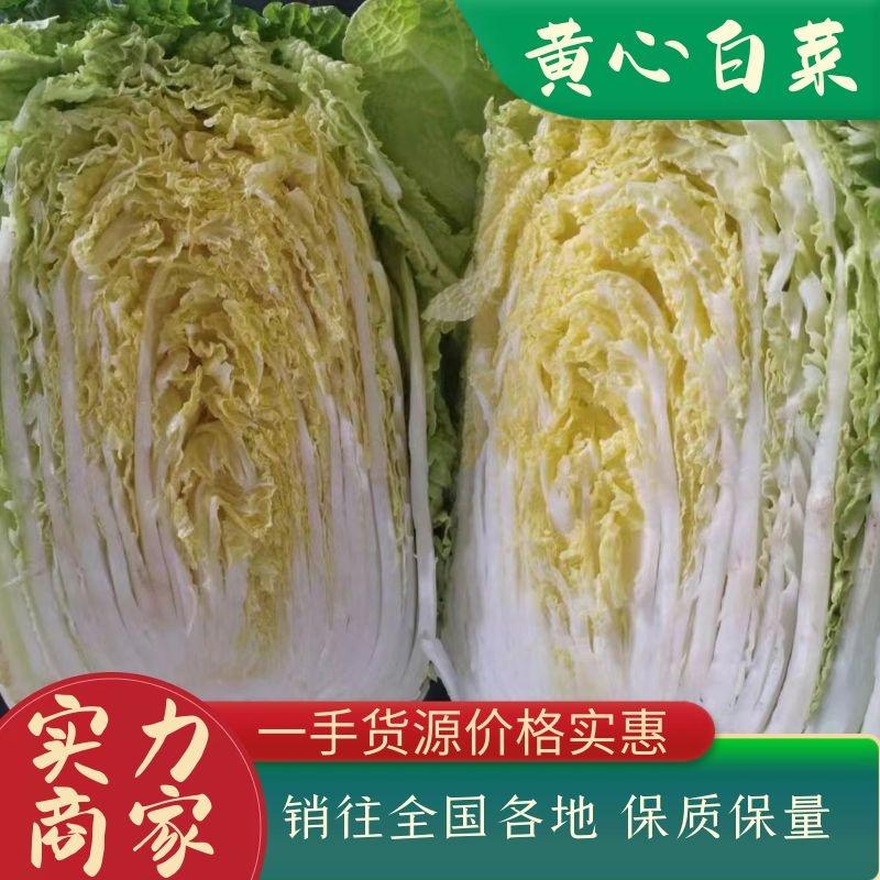 【新鲜上市】黄心白菜一手货源品质保障价格美丽