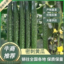 【牛商推荐】精品黄瓜大量上市中量大从优欢迎致电