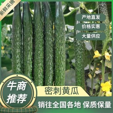 【牛商推荐】精品黄瓜大量上市中量大从优欢迎致电