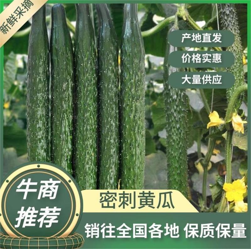 【牛商推荐】精品黄瓜大量上市中量大从优欢迎致电