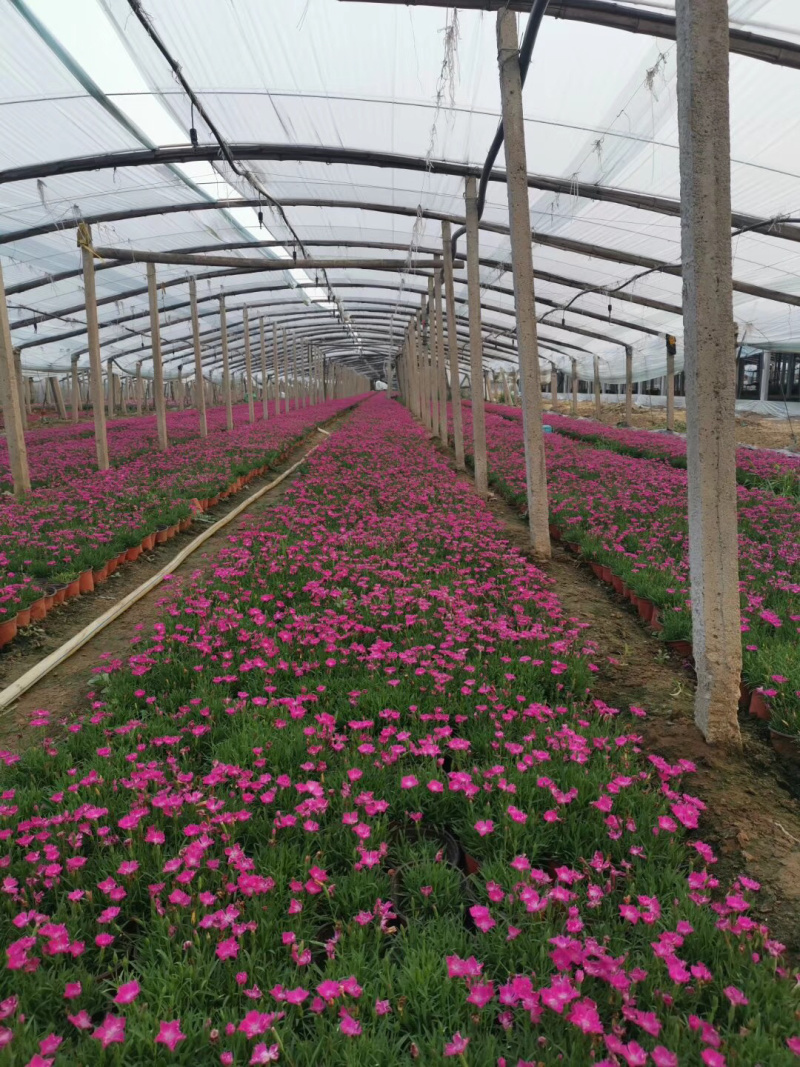欧石竹