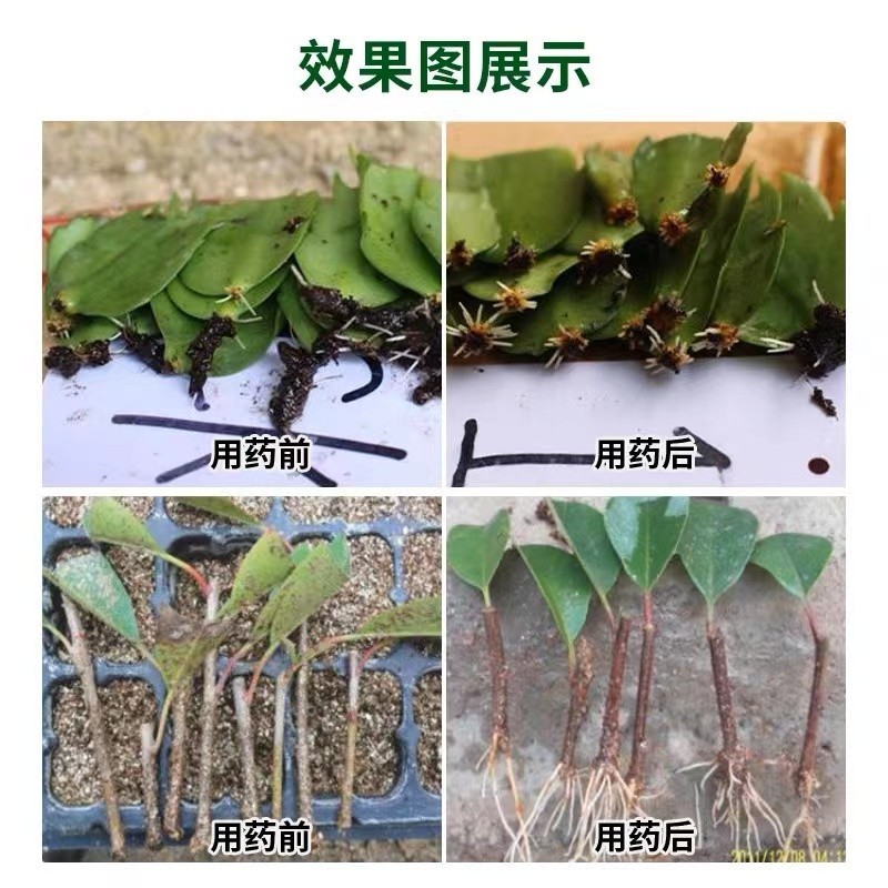 根铄盈1%吲哚丁酸诱抗素扦插育苗移栽生根提质增产生长调节