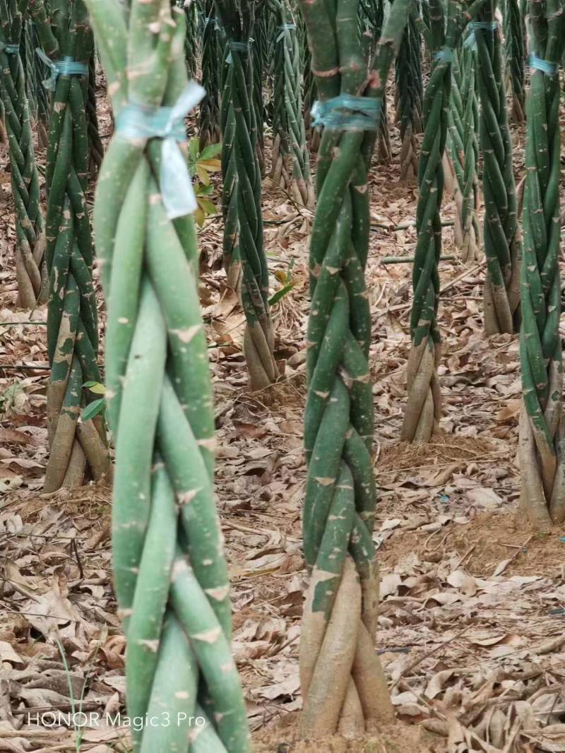 发财树发财树苗有五边发财树销售可视频看