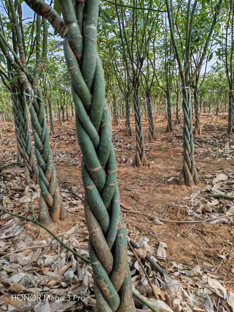 发财树大批五边的发财树批发，有合意者请联系。