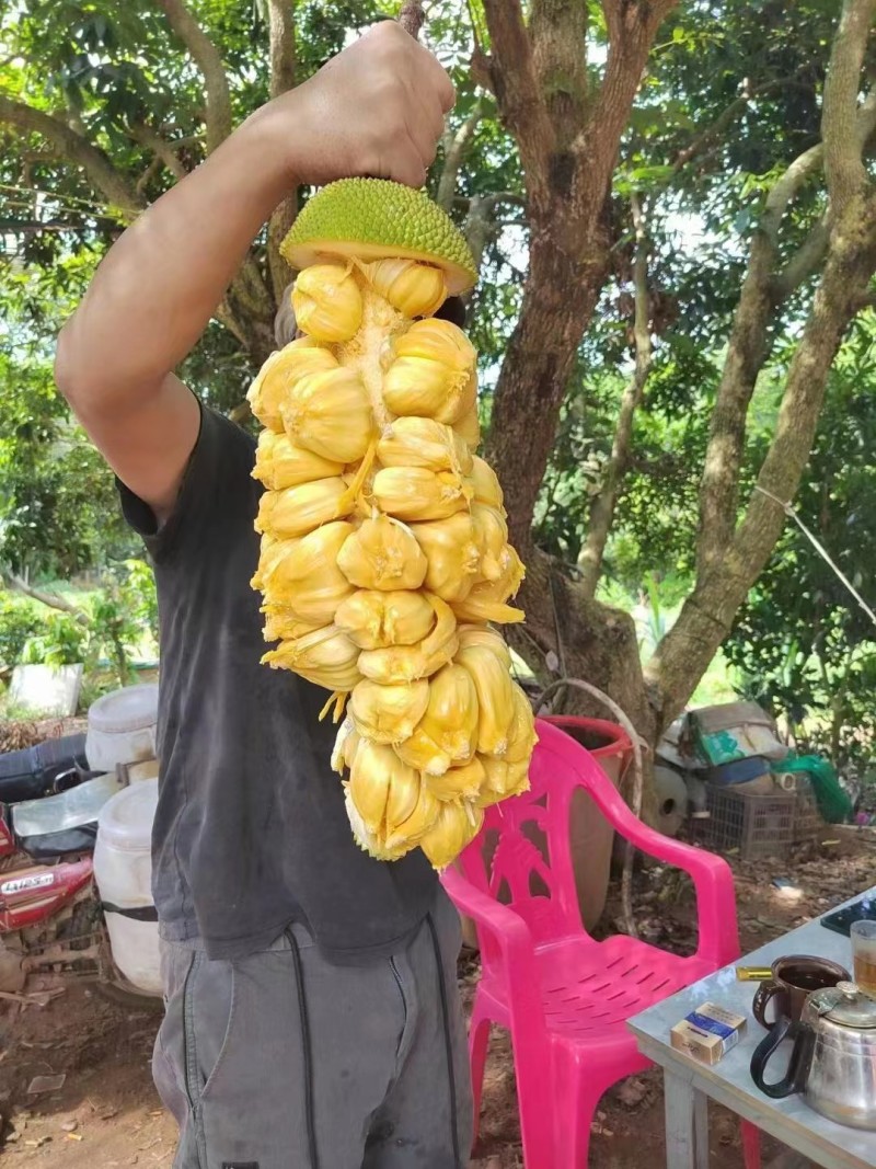 新品推荐海南榴莲蜜长孟尖短孟尖榴莲味菠萝蜜蜜
