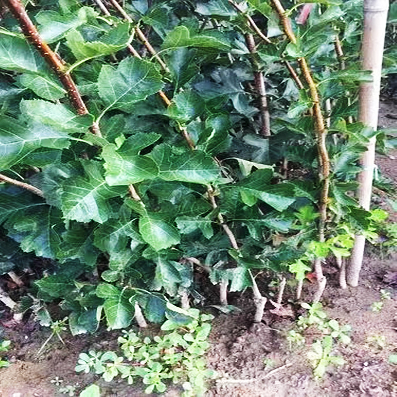 山楂苗批发河北山楂苗现挖现卖好成活产地发货