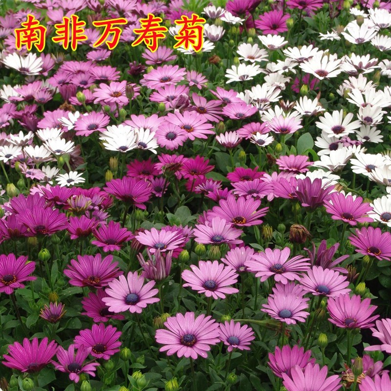 南非万寿菊种子蓝目菊花种籽子耐寒非洲菊花籽四季易种白粉紫